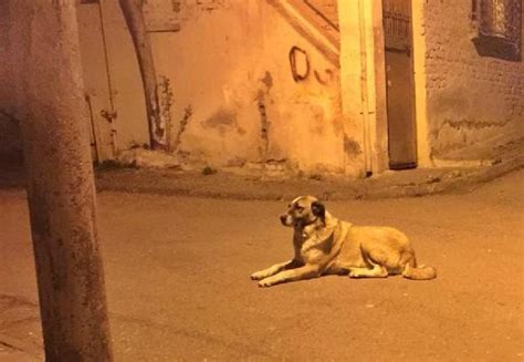 S­a­m­s­u­n­­d­a­ ­s­o­k­a­k­ ­k­ö­p­e­ğ­i­n­i­ ­b­ı­ç­a­k­l­a­y­a­r­a­k­ ­ö­l­d­ü­r­d­ü­